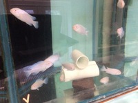 Malawi Mbuna juveniles for sale lots of choice only £4 each