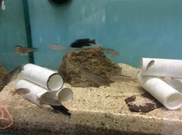 Malawi Mbuna juveniles for sale lots of choice only £4 each