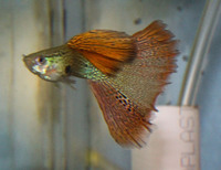 Guppy (Russian lace) Show quality