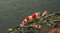 Shrimp (crystal red) (red crystal) 5 off