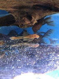 Super red long fin sub adults for sale