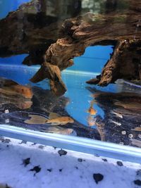 Super red long fin sub adults for sale