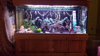 5ft x 26 inch x 20 inch . 10mm glass aquarium, £310, with solid pine cabinet & Hood. Full der