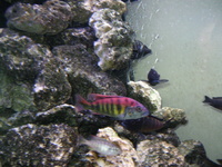 Malawi cichlids and equipment for sale