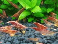 Red Cherry Shrimps