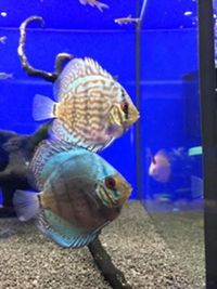 UP TO DATE STOCK LIST @ THE AQUATIC STORE BRISTOL 15/09/17