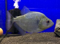 Serrasalmus rhombeus Xingu Black Piranha in stock @ The Aquatic Store Bristol 01.10.17