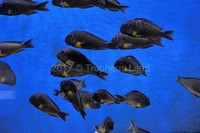 TROPHEUS LAND - WC & F1- Tropheus, Petrochromis, Cyprochromis, Compressiceps, Eretmodus