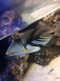 Marine picasso trigger fish for sale £25