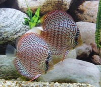 @@ STENDKER DISCUS NORTH EAST ENGLAND @@ NEW SHIPMENT AVAILABLE NOW @@ @ DURHAM DISCUS :: NORTH EAST ENGLAND