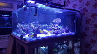 51x48x24 marine aquarium SOLD SoldSOLD