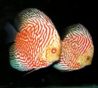 Plymouth Discus, Quality Discus At The Lowest Possible Prices.