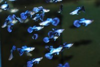 Silver Tuxedo Male Guppies / Guppy Nationwide Delivery