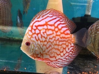 THE BEST VALUE AND QUALITY DISCUS FROM CHILTON AQUATICS. BIGGER SIZES AT BETTER PRICES.