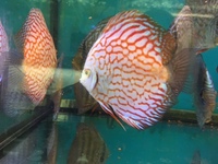 THE BEST VALUE AND QUALITY DISCUS FROM CHILTON AQUATICS. BIGGER SIZES AT BETTER PRICES.