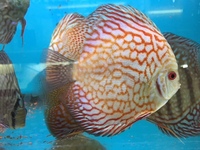 THE BEST VALUE AND QUALITY DISCUS FROM CHILTON AQUATICS. BIGGER SIZES AT BETTER PRICES.