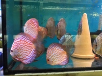 THE BEST VALUE AND QUALITY DISCUS FROM CHILTON AQUATICS. BIGGER SIZES AT BETTER PRICES.