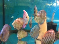 THE BEST VALUE AND QUALITY DISCUS FROM CHILTON AQUATICS. BIGGER SIZES AT BETTER PRICES.