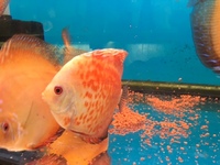 THE BEST VALUE AND QUALITY DISCUS FROM CHILTON AQUATICS. BIGGER SIZES AT BETTER PRICES.