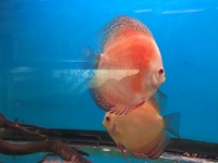 THE BEST VALUE AND QUALITY DISCUS FROM CHILTON AQUATICS. BIGGER SIZES AT BETTER PRICES.