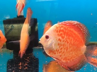 THE BEST VALUE AND QUALITY DISCUS FROM CHILTON AQUATICS. BIGGER SIZES AT BETTER PRICES.