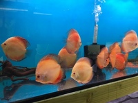 THE BEST VALUE AND QUALITY DISCUS FROM CHILTON AQUATICS. BIGGER SIZES AT BETTER PRICES.