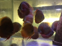 THE BEST VALUE AND QUALITY DISCUS FROM CHILTON AQUATICS. BIGGER SIZES AT BETTER PRICES.