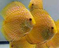 Various strains Discus at fantastic prices