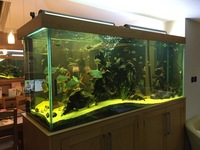 LARGE FISHTANK & SUMP