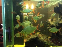LARGE FISHTANK & SUMP