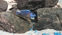 CHEAP African Cichlid Juveniles
