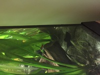 4 x Lyretail Black mollies
