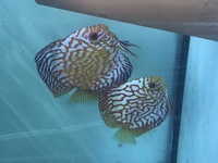 Discus pair for sell £300