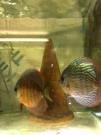 DISCUS PAIRS IN STOCK AT CHILTON AQUATICS FROM ONLY £120 PAIR