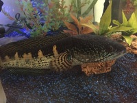 Orange spotted snakehead - 2 years old £40.00