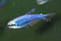Super Blue Emperor Tetra (Inpaichthys kerri)