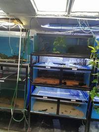 BARGAIN Custom made FISH TANK RACKING SYSTEMS FOR SALE.