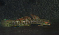 Golden Spot Goby Stiphodon ornatus