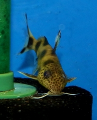 reluctant clear out of all cichlids