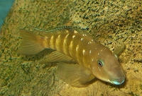reluctant clear out of all cichlids