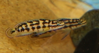 reluctant clear out of all cichlids