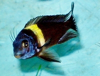 reluctant clear out of all cichlids