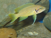 reluctant clear out of all cichlids