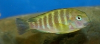 reluctant clear out of all cichlids
