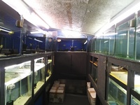 reluctant clear out of all cichlids