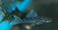 L128 Blue Phantom Plecos