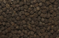 Australian Black Worm