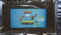 Australian Black Worm
