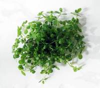 Live Aquatic Plants - Carpeting & Aquascaping