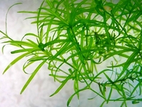 Live Aquatic Plants - Carpeting & Aquascaping